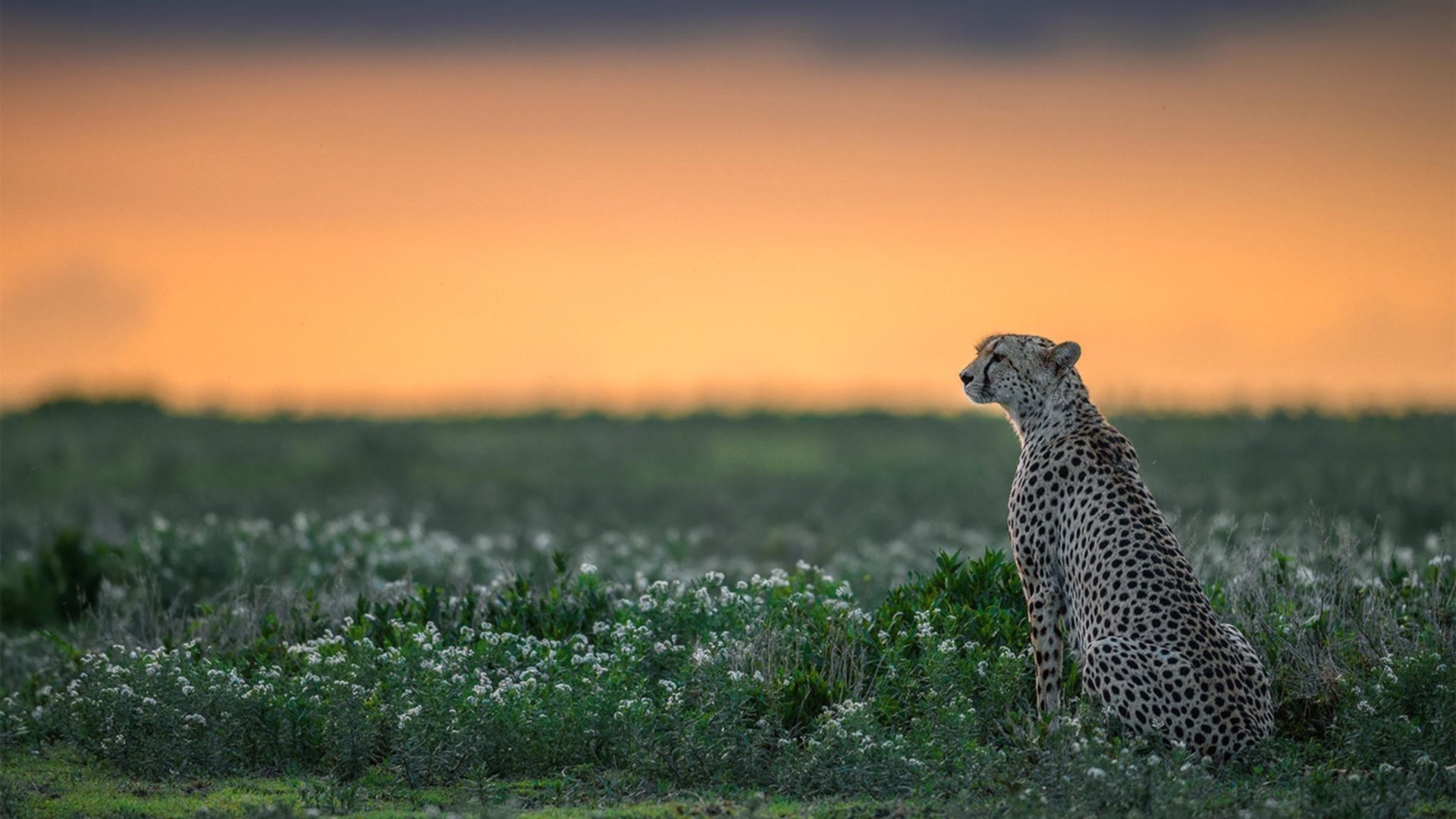 开云体育官网-当足球与F1的叙事交织，卡塔尔终结利物浦王朝，穆勒在巴林赛道接管比赛